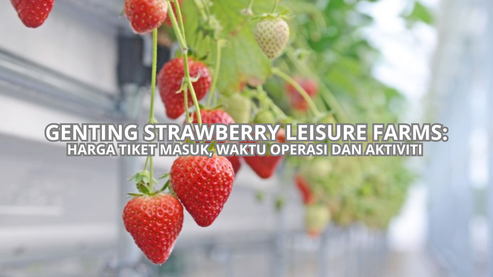 Cover Genting Strawberry Leisure Farms