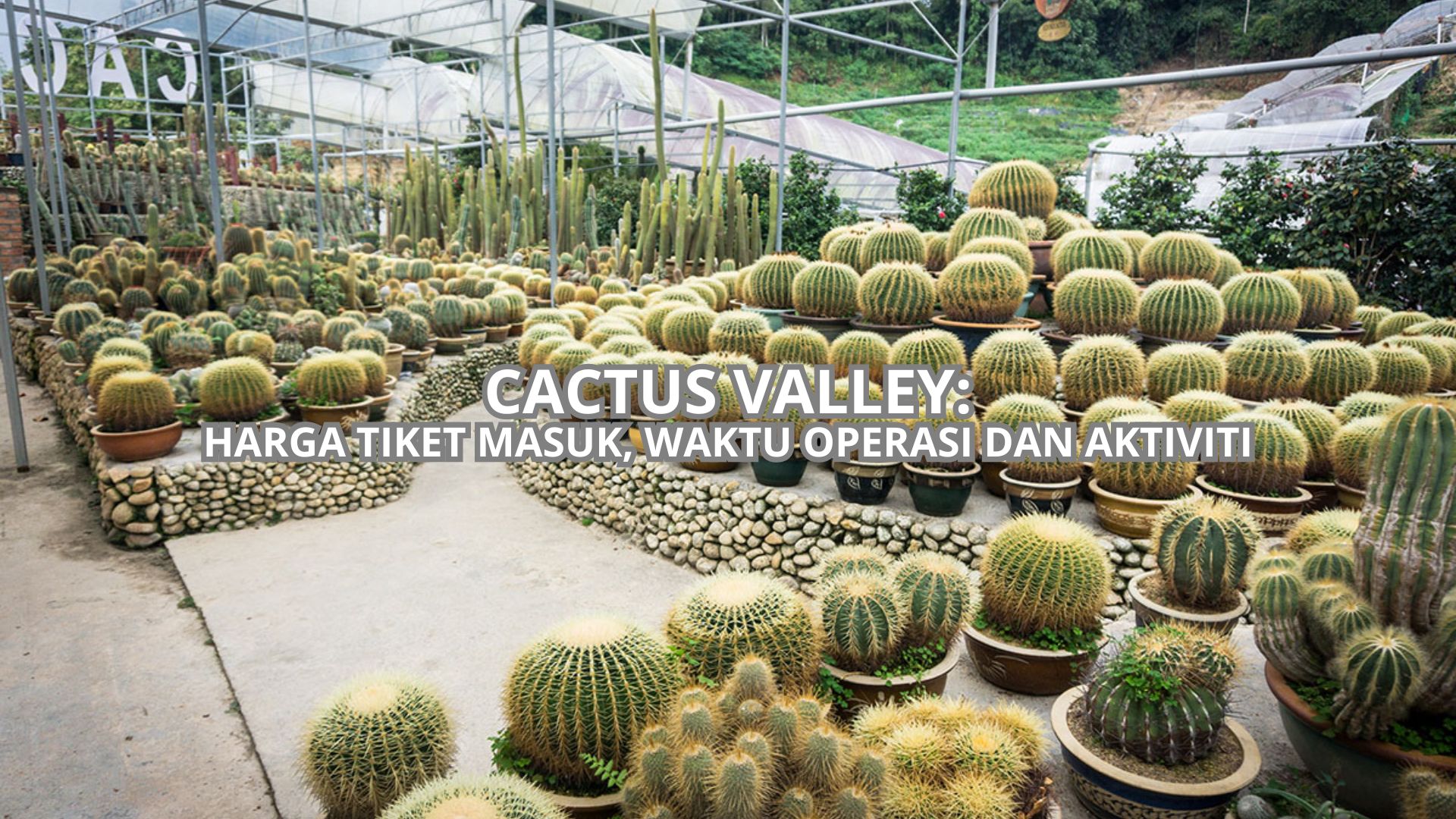 Cactus Valley Cover